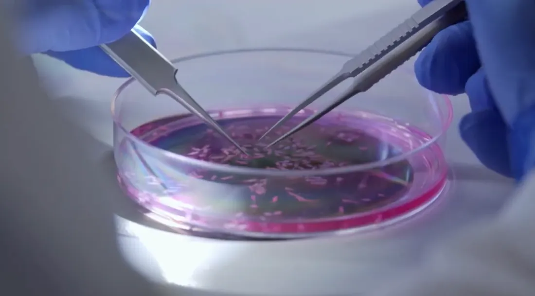 Dissecting tissue in a culture dish under sterile technique