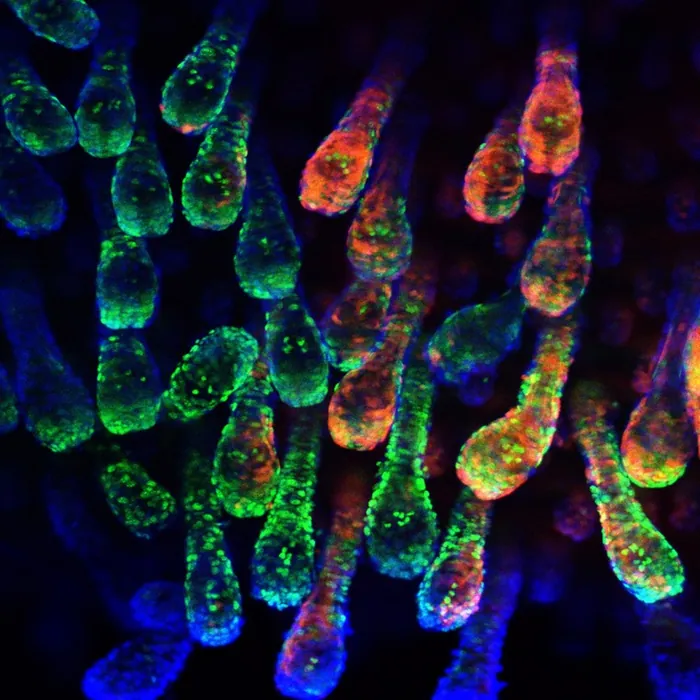 Confocal micrograph of a field of hair follicles